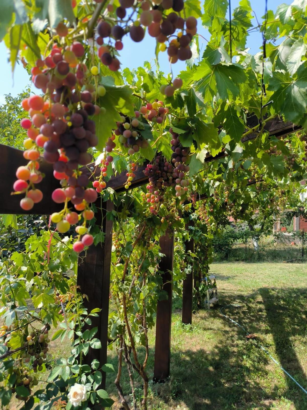 Hotel Cider&Squash, Grncarska 8, Prnjavor Batocina Екстер'єр фото