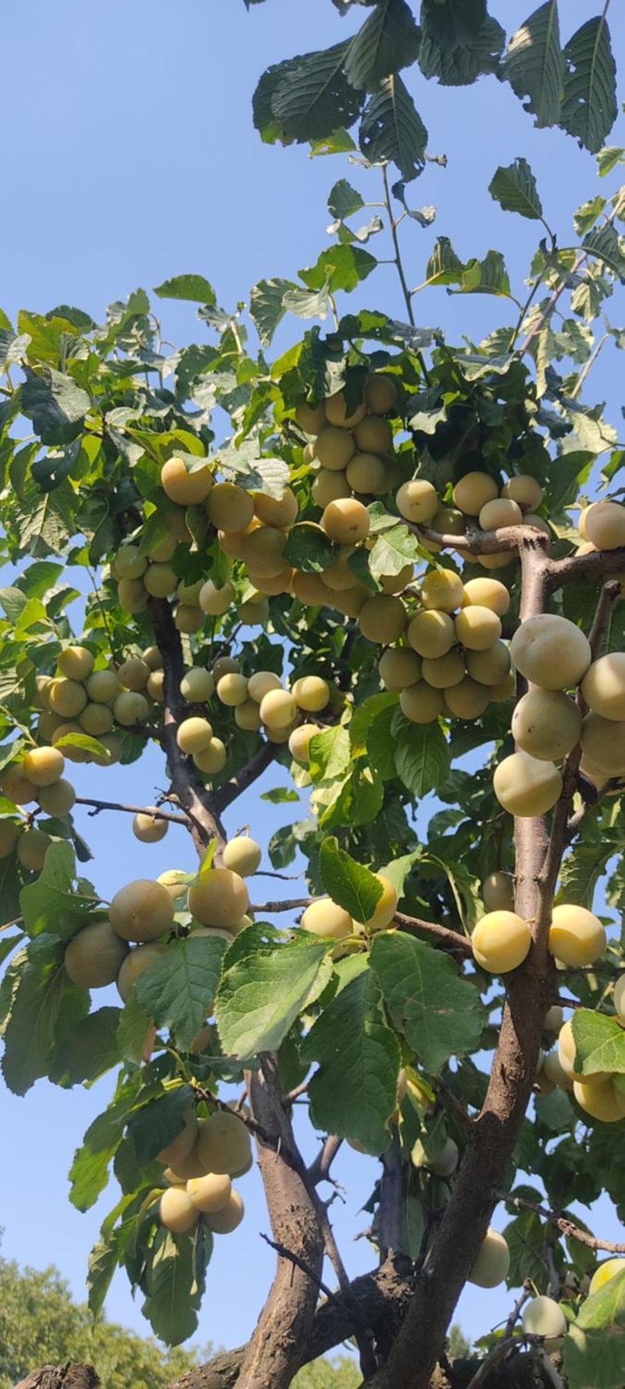 Hotel Cider&Squash, Grncarska 8, Prnjavor Batocina Екстер'єр фото